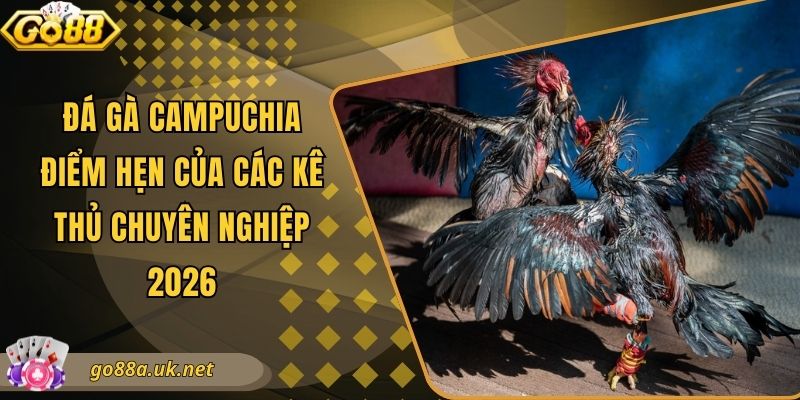 Đá Gà Campuchia - Điểm Hẹn Của Các Kê Thủ Chuyên Nghiệp 2026